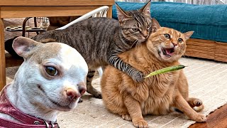 When God sends you a funny cat and dogFunniest cat and dog ever# 6