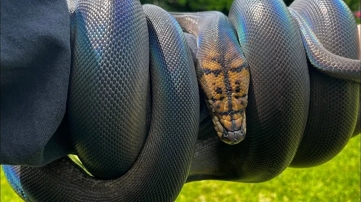 Building Darkrai my reticulated python a new GIANT enclosure