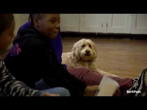 فيديو: الكلاب التعاطف