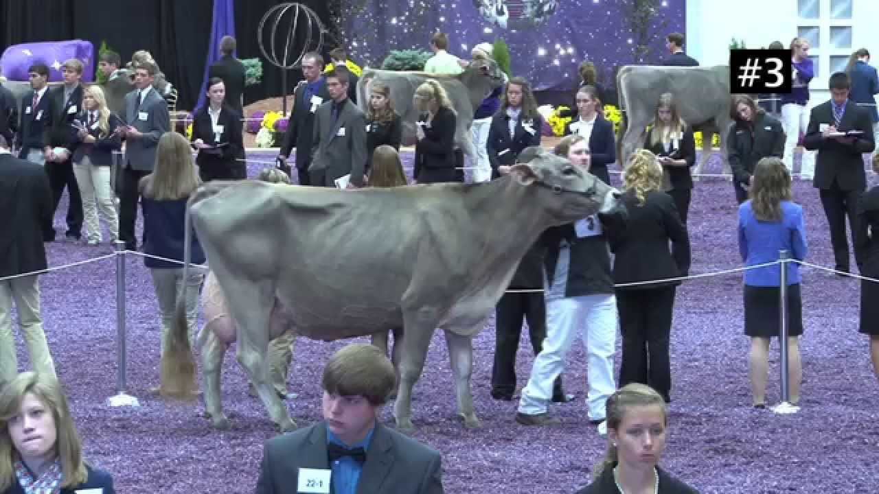 2013 National 4H Dairy Judging Contest Brown Swiss 4 Year Old Cows YouTube