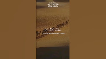 (أَفَلَا يَنظُرُونَ إِلَى ٱلْإِبِلِ كَيْفَ خُلِقَتْ) سورة الغاشية القارئ عبد الرحمن مسعد #quran