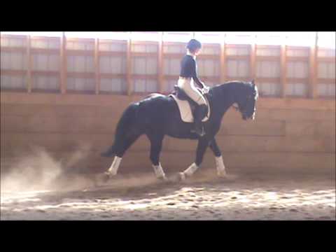 Wolken - 2011 stallion by Wolkentanz II