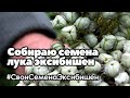 Собираю семена лука эксибишен с маточников высаженных под зиму |  Свои семена эксибишен