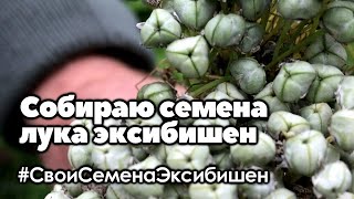 Собираю семена лука эксибишен с маточников высаженных под зиму |  Свои семена эксибишен