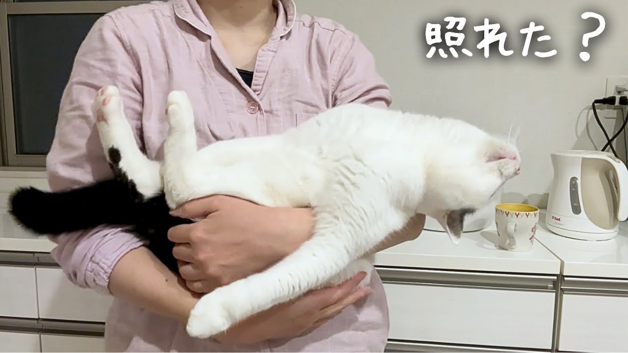 When I made eye contact with my cat… this happened - YouTube
