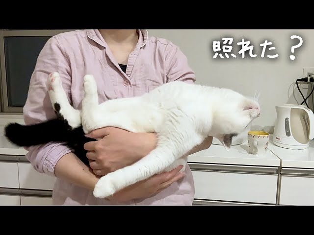 When I made eye contact with my cat… this happened - YouTube
