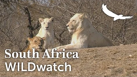 The white lions of Ngala | Ngala Private Game Reserve | South Africa | WILDwatch - DayDayNews
