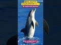 “சிரிக்கிற டால்பின் 😍 Real or CGI?” #dolphin #shorts #tamil