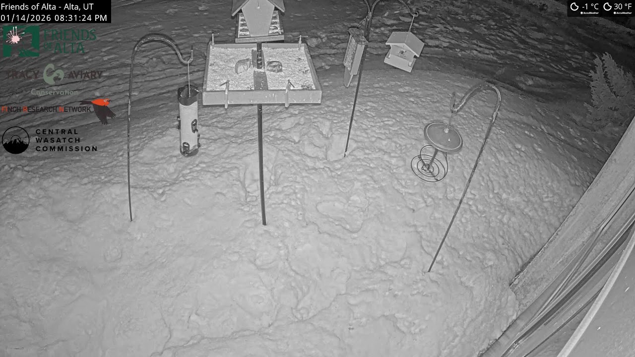 2026-01-14 - Night - Friends of Alta - Alta, UT - Live Stream Bird Feeder Cam (FiRN)