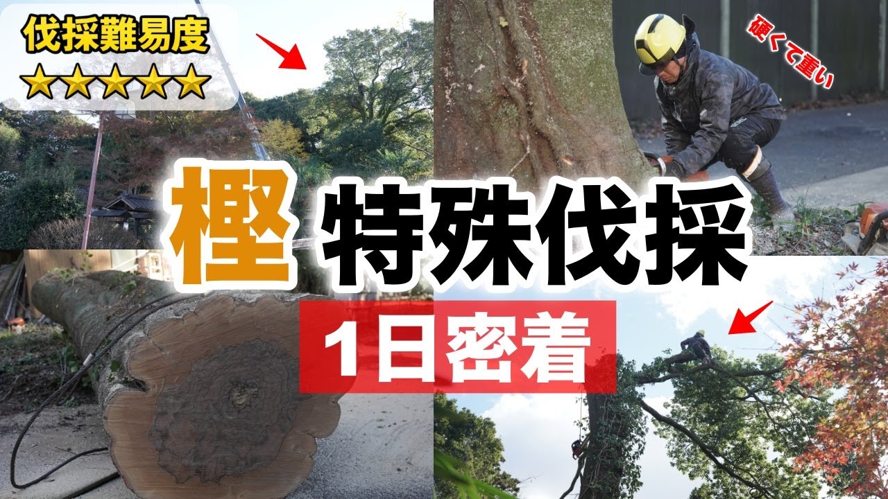 【欅の3倍】20m級の樫の木！空師による特殊伐採に1日密着｜危険な高難度伐採の現場