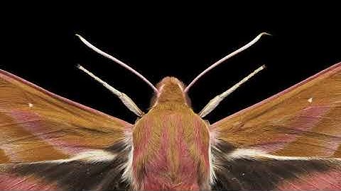 BES MacroPro Photography: Large Elephant Hawkmoth macro animation
