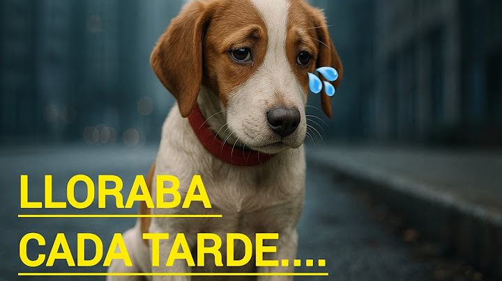 "El perrito que lloraba cada día esperando a su dueño que nunca volvió..."