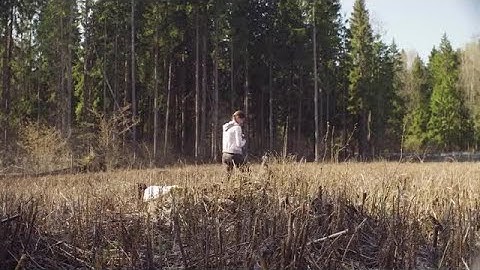 Measuring Trees Stock Video