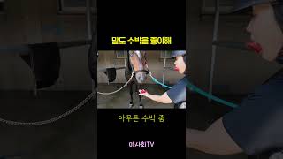 말도 수박 먹고 싶다구 썸네일 이미지