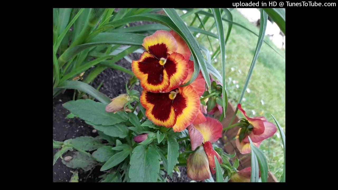 Panseluța - din broșura ”Flori pe portativ”  de Anca Toader și Valentin Moraru