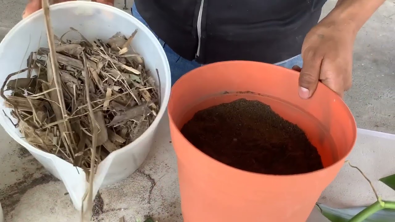 Siembra Vainilla en maceta