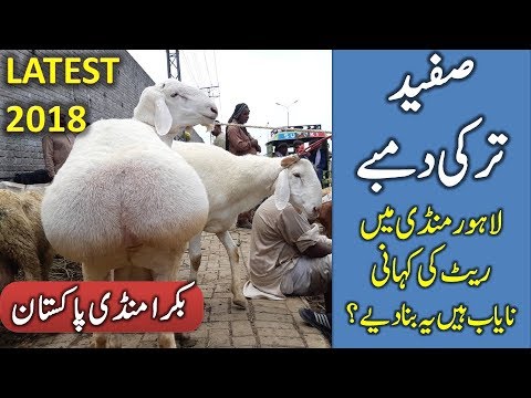 Goat costing Rs 21 lakh on offer for Bakr-Eid celebrati Goat costing Rs 21 lakh on offer for Bakr-Eid celebrati
