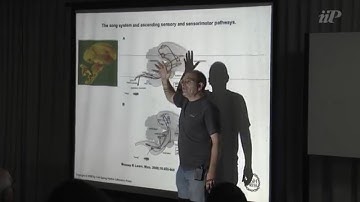 Birdsong as a model of a complex learned behavior - Gabriel Mindlin