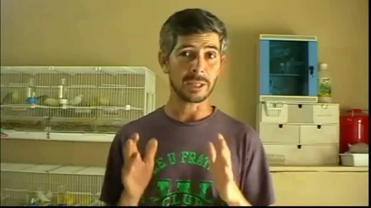 la cria de canarios ( alimentacion con lechuga ) - YouTube