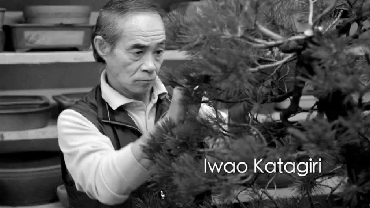 Bonsai Styling - Pinus mugo uncinata - Iwao Katagiri - Werner M. Busch
