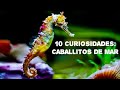 10 DATOS CURIOSOS que NO CONOCES sobre los CABALLITOS DE MAR