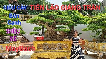 TIN HÓT ! SIÊU CÂY * TIÊN LÃO GIÁNG TRẦN * bên cảnh SIÊU XE * MayBach * ĐẸP QUÁ TRỜI !