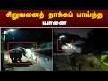 சிறுவனைத் தாக்கப் பாய்ந்த யானை | Elephant | Coimbatore