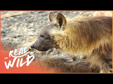 The Rare Brown Hyenas of Namibia | The Hyena Lady - Wolves On The Waterline | Real Wild