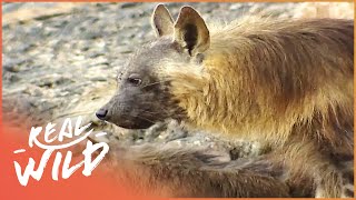 The Rare Brown Hyenas of Namibia | The Hyena Lady  Wolves On The Waterline | Real Wild