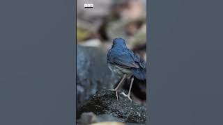Siberian Blue Robin | Cam Nature