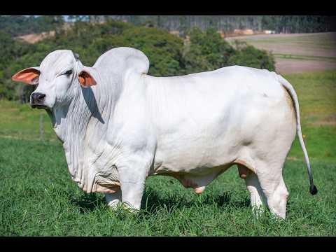 LOTE 33 VEAI 1137
