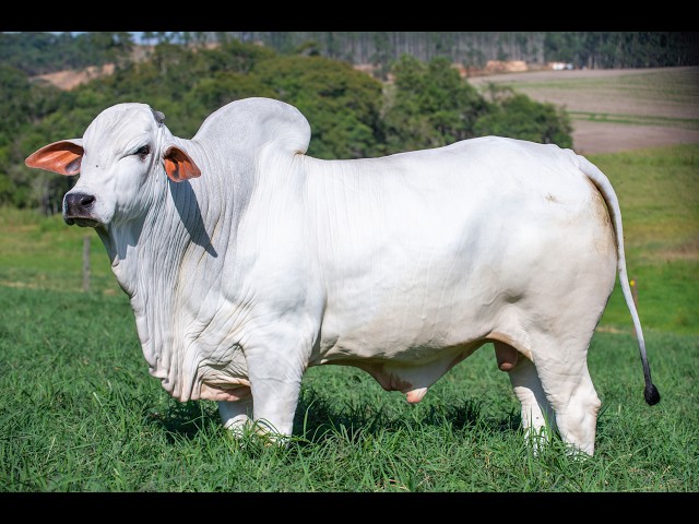 LOTE 33 VEAI 1137
