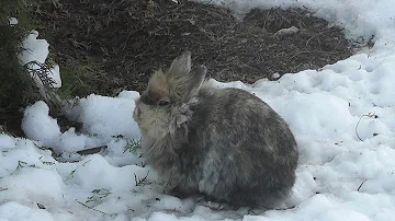 Jaké jsou krmiva pro králíky?
