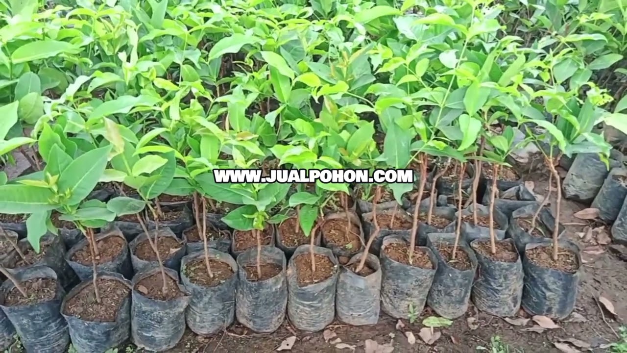 Bibit Jambu Air Baby Sugar Asli Siap Kirim, Tanam Sekarang!