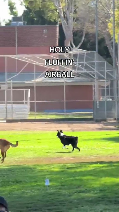 You won’t believe how fast this dog is 😱