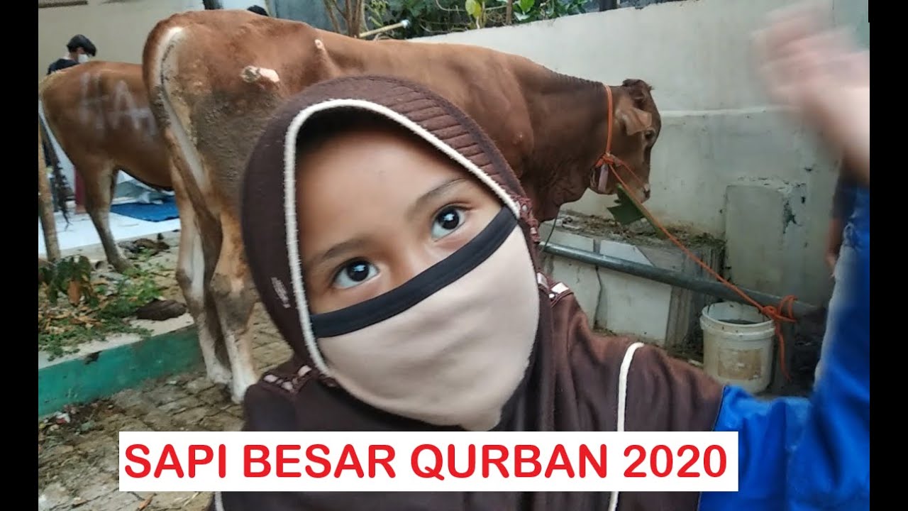 Sapi Besar Qurban Idul Adha 2020 - YouTube