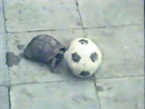 Turtle plays with soccer ball (1991) - YouTube