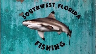 King mackerel fishing englewood beach ...