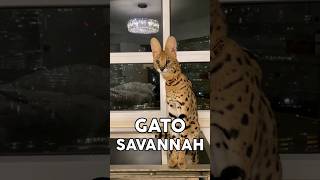 The largest cat breed: Savannah #animal #animals #pet #pets #pets #savannah #serval