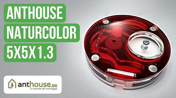 Ant Nest Review: Anthouse Acrylic NaturColor 5x5x1.3 Foam | BRUMA Ants