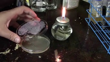 Your Home Yeast Lab Made Easy - Aseptic Techniques