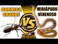 CIENPIÉS VENENOSO VS HORMIGA GRANDE - COMENTADO