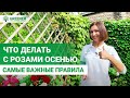 Что делать с розами осенью? САМЫЕ ВАЖНЫЕ ПРАВИЛА!