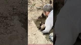 Woestijncistanche: Het geheim van een kostbare oogst!