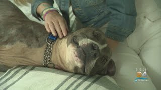 Abused Pit Bull Elijah Adopted
