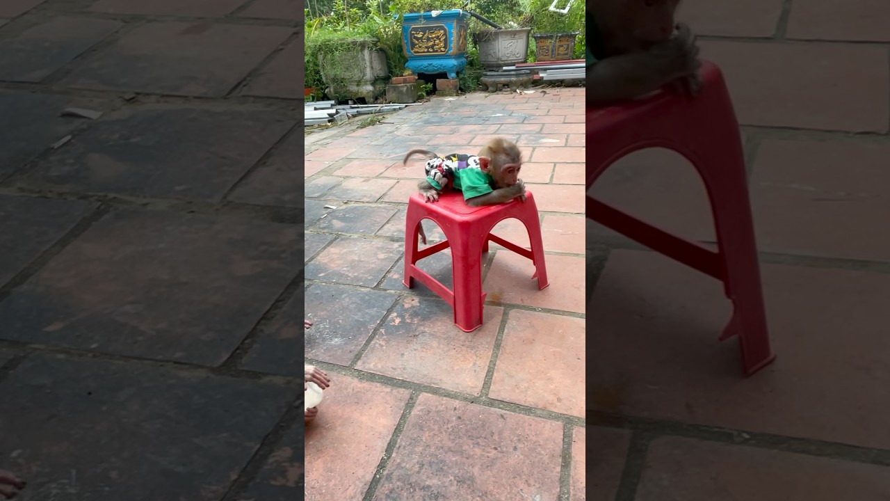 Baby monkey gets angry when you take away his milk bottle🍼 