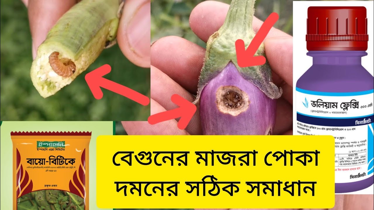 বেগুনের ডগা ও ফল ছিদ্রকারী পোকা দমনের সঠিক পদ্ধতি।