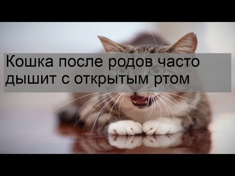 Кошка после родов часто дышит с открытым ртом