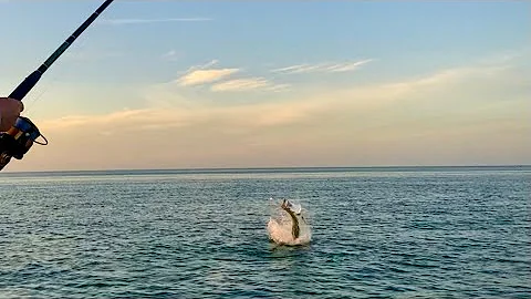 MASSIVE HAMMERHEAD EATS TARPON!! Tarpon Fishing in the Florida Keys!