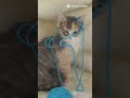 Ultimate Cat Cuteness Overload | 60 Seconds of Pure Joy